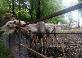 Глава Ростуризма прокомментировала скандал с верблюдами в Сочи