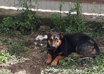 В Новороссийске спасли упавшую в яму собаку