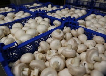 На Кубани построят вторую очередь комплекса по выращиванию шампиньонов