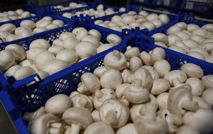 На Кубани построят вторую очередь комплекса по выращиванию шампиньонов