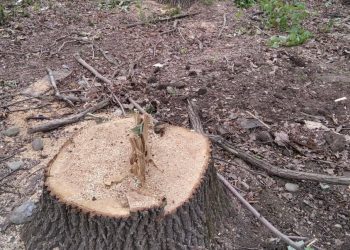 В Краснодаре на подрядчика могут завести дело за вырубку деревьев