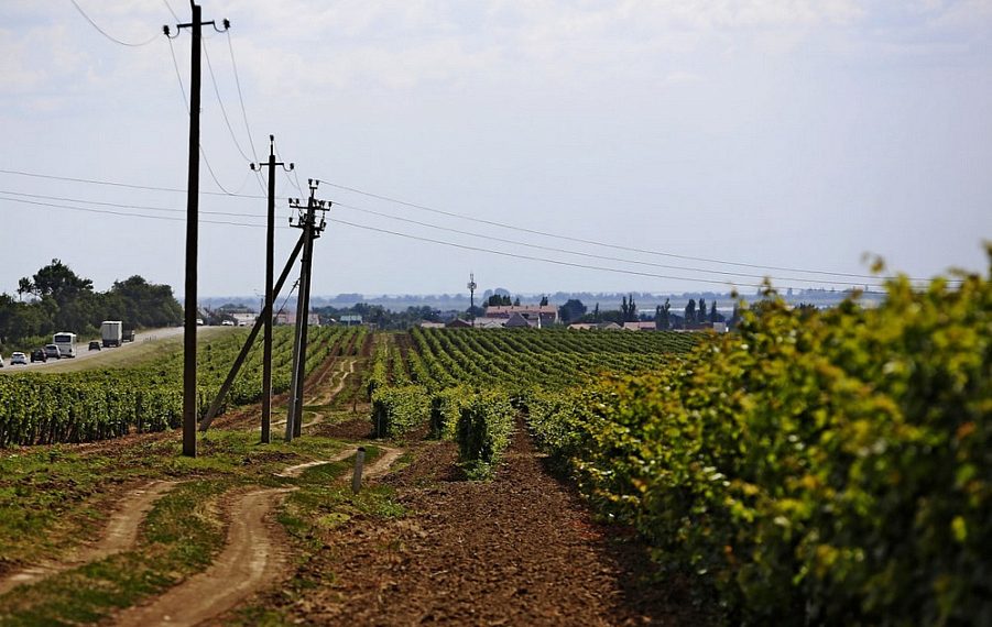 На Кубани рассчитывают собрать 210 тысяч тонн винограда