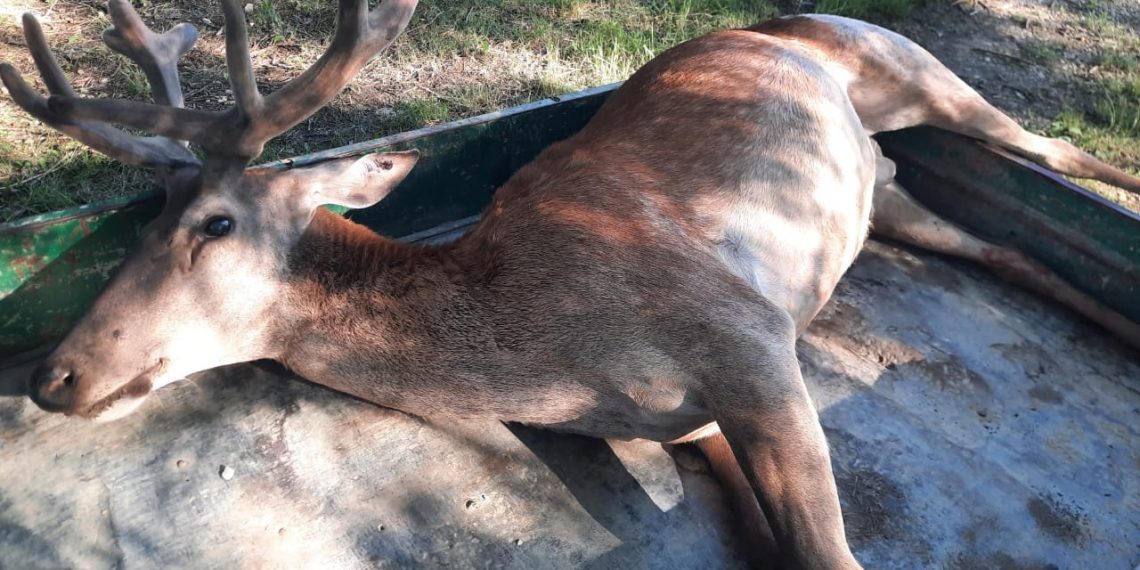 На Кубани сбили благородного оленя