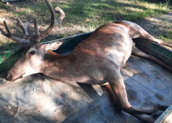 На Кубани сбили благородного оленя