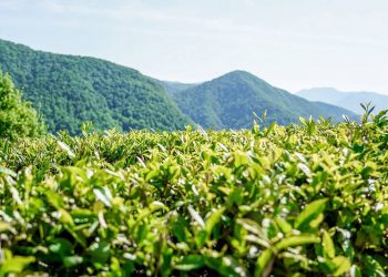 Копайгородский объедет все сельские округа Сочи