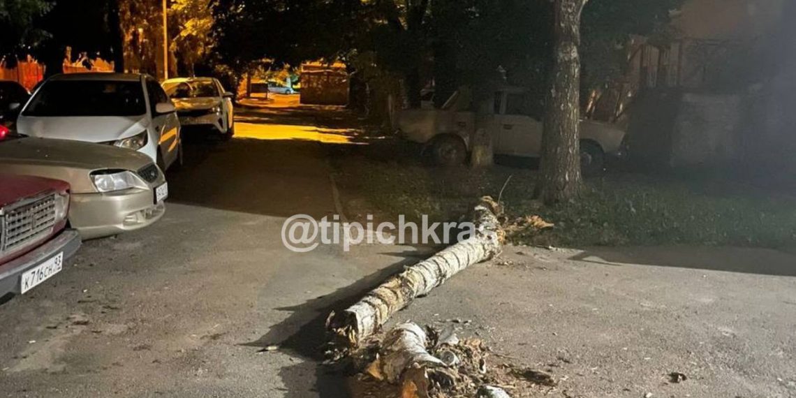 В Краснодаре дерево упало на женщину с двухмесячным ребенком