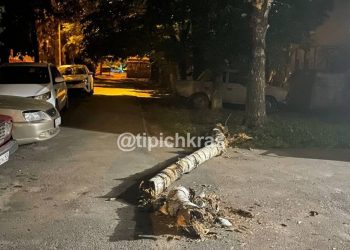В Краснодаре дерево упало на женщину с двухмесячным ребенком