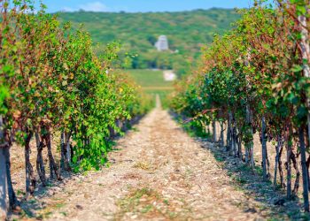 Объекты сельского туризма на Кубани посетили более 330 тысяч человек