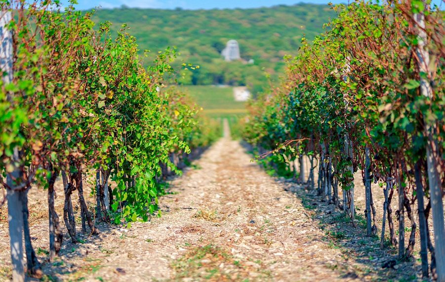 Объекты сельского туризма на Кубани посетили более 330 тысяч человек