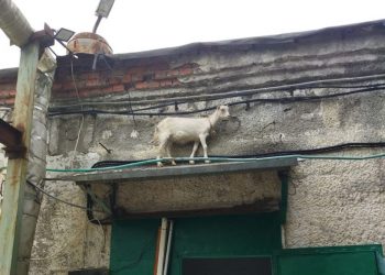 В Новороссийске сняли с козырька козу