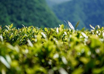 В Сочи хотят возродить субтропическое земледелие