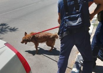 В Новороссийске спасли кота и собаку