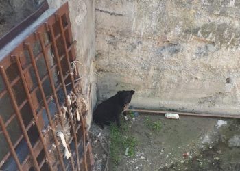 В Новороссийске спасли собаку, упавшую в ливневой коллектор