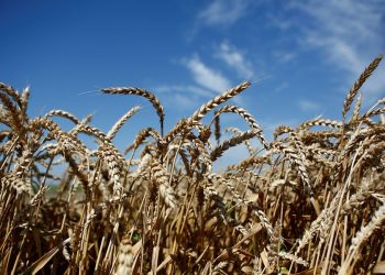 На Кубани проверили качество 9,4 миллиона тонн пшеницы