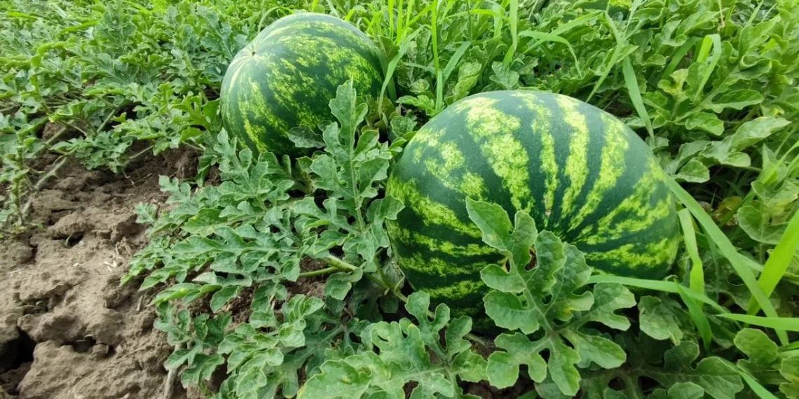 На Кубани убрали арбузы с 1,5 тысячи гектар