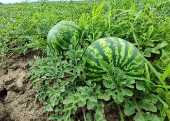 На Кубани убрали арбузы с 1,5 тысячи гектар