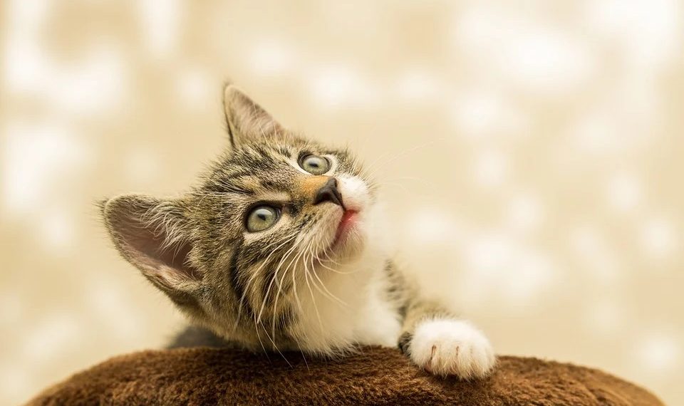 Краснодарцы выбросили из окна кошку: она погибла