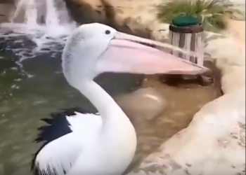 В Сочинском дендрарии посетители издеваются над пеликаном Стёпой