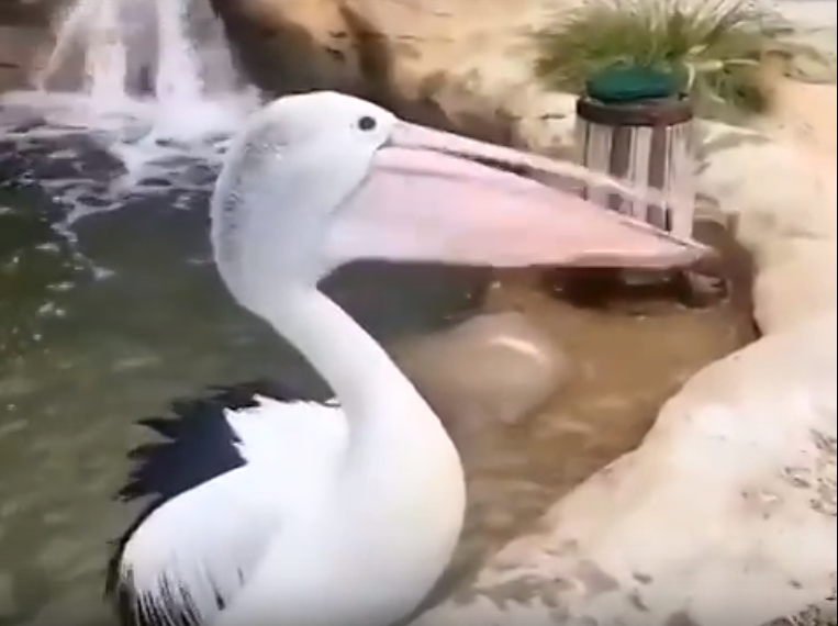 В Сочинском дендрарии посетители издеваются над пеликаном Стёпой