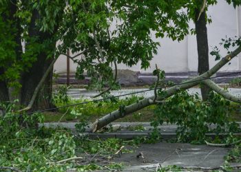 В Краснодаре на 37-летнюю мать и её двухмесячного ребёнка рухнуло дерево