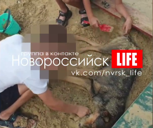 В Новороссийске игра детей с окоченевшей собакой в песочнице попала на видео
