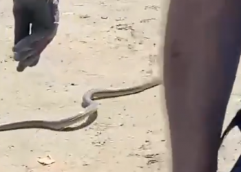 В Краснодаре в День строителя полутораметровая змея заползла в автомобиль