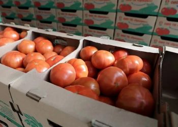 Кубань производит четверть всех овощей в ЮФО