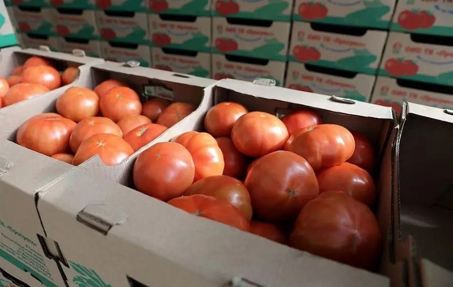 Кубань производит четверть всех овощей в ЮФО