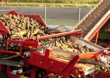 На Кубани приступили к производству сахара нового урожая