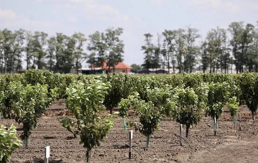 На Кубани заложат почти тысячу гектаров молодых садов