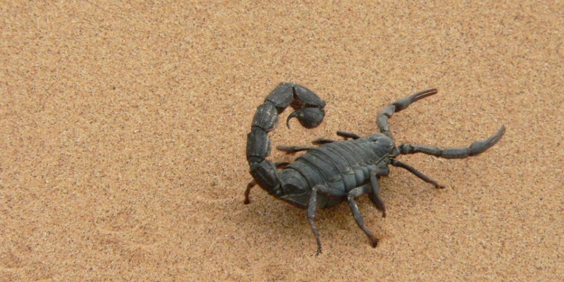 В центре Сочи заметили скорпиона