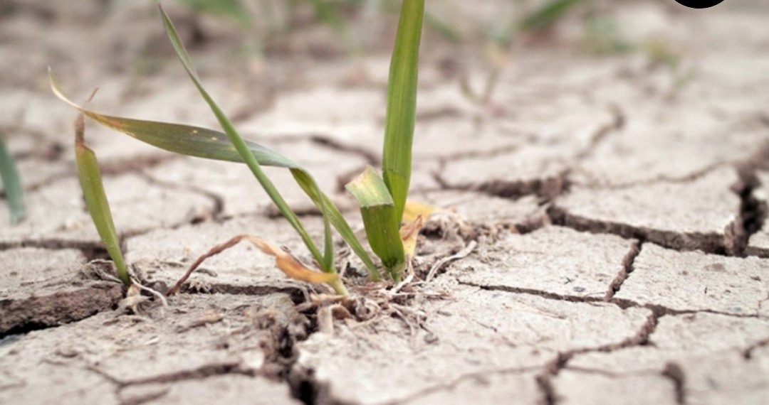 На Кубани метеорологи бьют тревогу из-за засухи