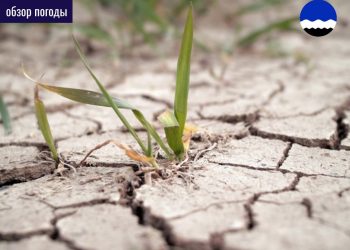 На Кубани метеорологи бьют тревогу из-за засухи