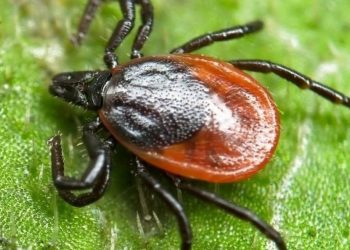 Клещи на Кубани с начала 2022 года покусали более 2500 жителей 