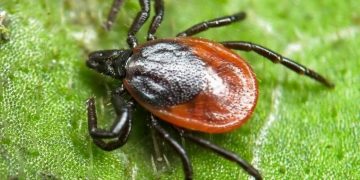 Клещи на Кубани с начала 2022 года покусали более 2500 жителей