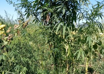 В Тимашевском районе казаков и полицейских заметили в зарослях дикорастущей конопли