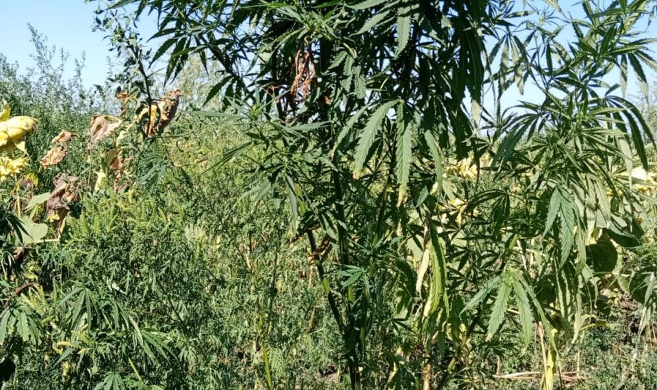 Дикорастущая конопля в краснодарском крае семя марихуаны не прорастает