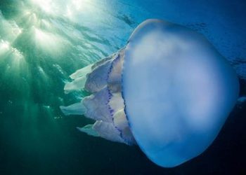 Учёная Молодцова рассказала, когда идти к врачу после встречи с медузой-корнеротом