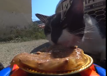 В Сочи блогер Донченко кормит кошек при помощи радиоуправляемой машины