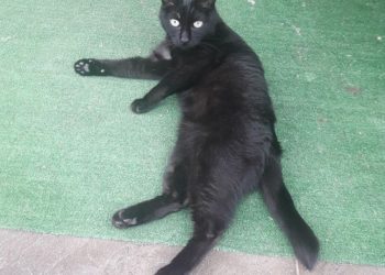 В Краснодаре за пропавшую в СНТ кошку объявили вознаграждение в 100 тысяч рублей