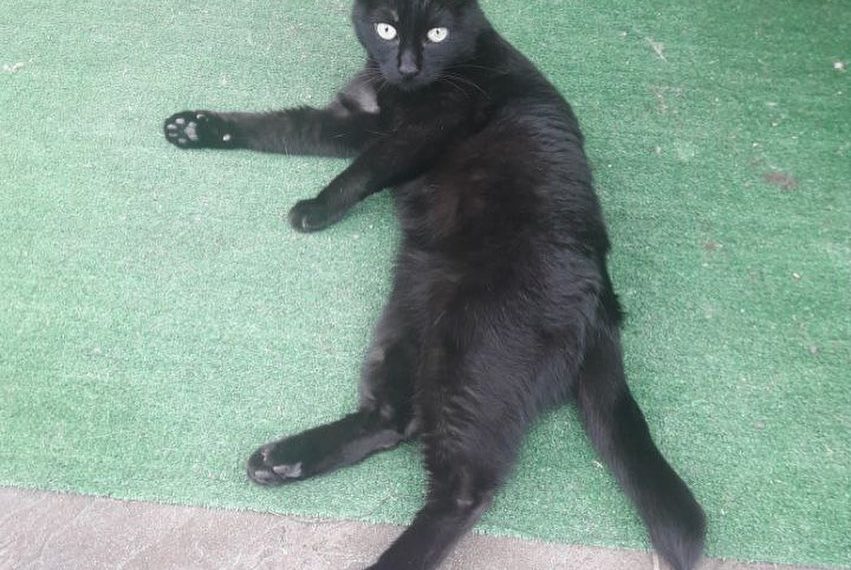 В Краснодаре за пропавшую в СНТ кошку объявили вознаграждение в 100 тысяч рублей