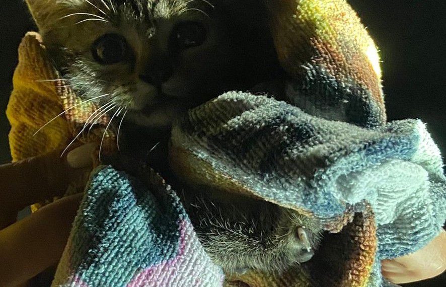 В Новороссийске спасли котенка, провалившегося в ливневую канализацию