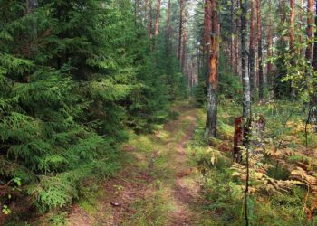 Предлагал девочкам погулять в лесу: полиция Краснодара опубликовала ориентировку на педофила