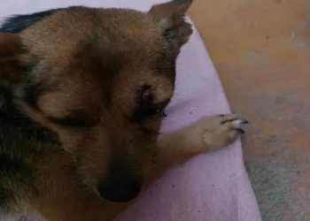 На Кубани после ДТП собака до последнего охраняла умершего хозяина