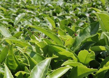 В Сочи ученые работают над морозостойкими сортами чая