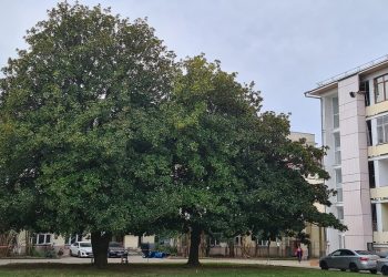 Ученые помогают сохранить магнолии на территории гостиницы «Приморская» в Сочи
