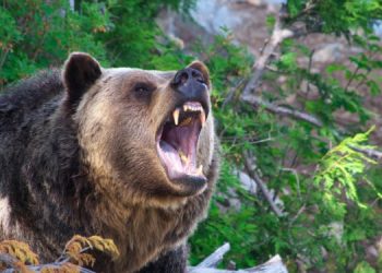 В Сочи медведь переполошил постояльцев одного отеля