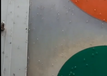 Тля, Анапу моль поела