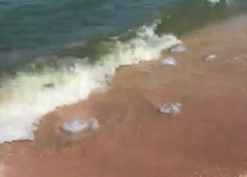 Гигантские ядовитые медузы-таксисты оккупировали пляжи Краснодарского края и попали на видео