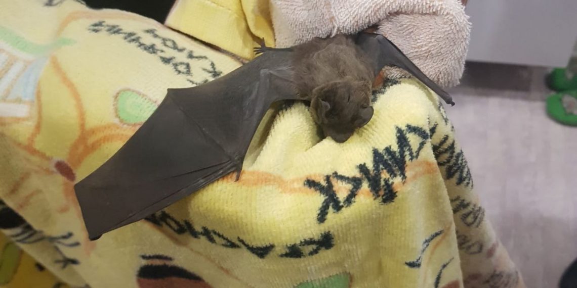 Птица дьявола до мурашек напугала девушку в Новороссийске